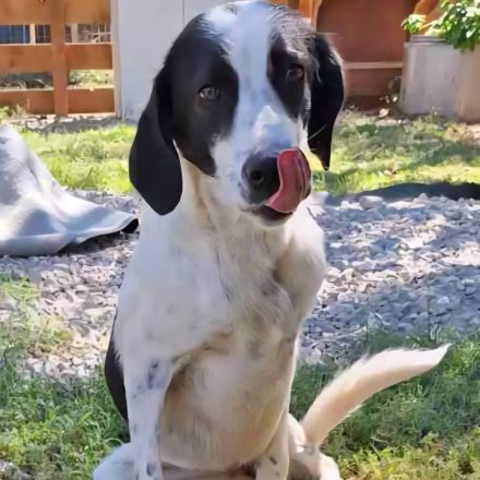 Notfellchen Iris / weiblich, kastriert / derzeit noch in Griechenland