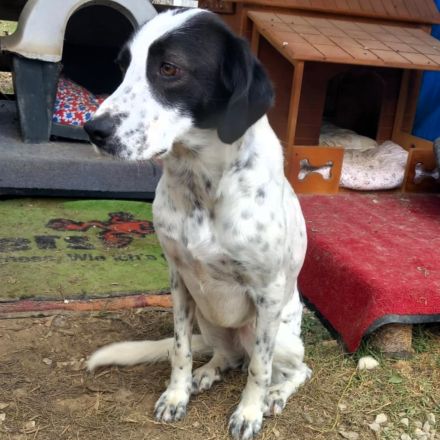 Notfellchen Iris / weiblich, kastriert / derzeit noch in Griechenland