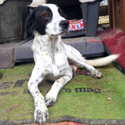 Notfellchen Iris / weiblich, kastriert / derzeit noch in Griechenland