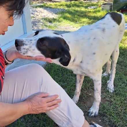 Notfellchen Iris / weiblich, kastriert / derzeit noch in Griechenland