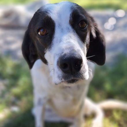 Notfellchen Iris / weiblich, kastriert / derzeit noch in Griechenland