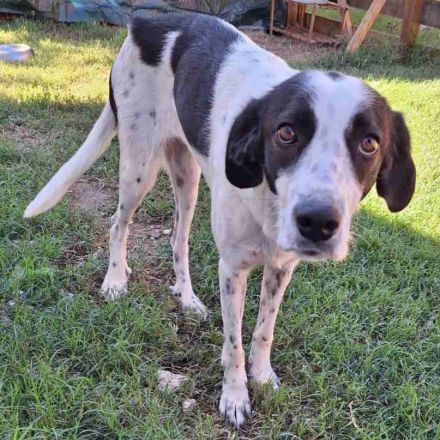 Notfellchen Iris / weiblich, kastriert / derzeit noch in Griechenland