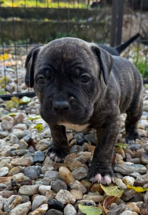 American Bully XL - Welpen
