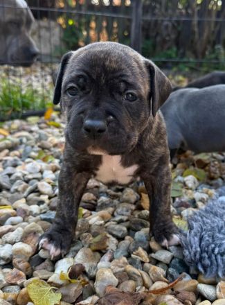 American Bully XL - Welpen