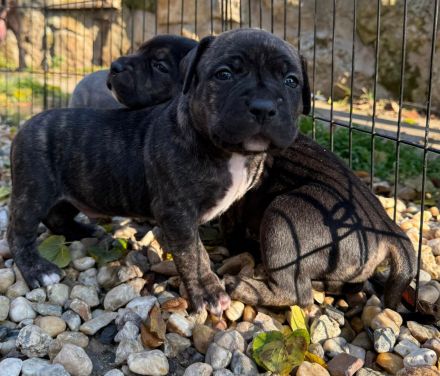 American Bully XL - Welpen