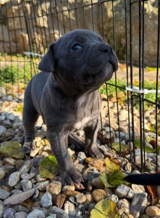 American Bully XL - Welpen