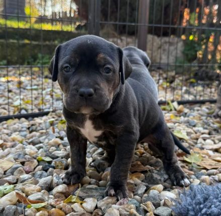 American Bully XL - Welpen