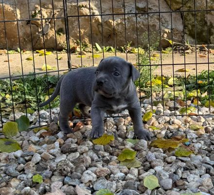 American Bully XL - Welpen