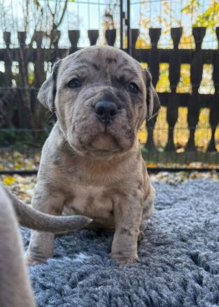American Bully XL - Welpen