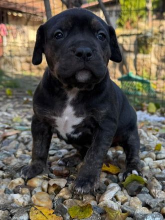 American Bully XL - Welpen