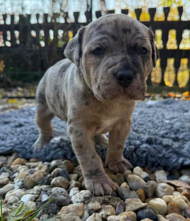 American Bully XL - Welpen