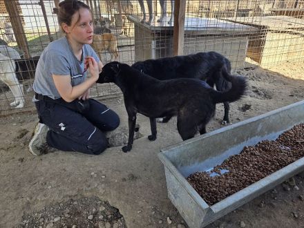 Dorina, rundliche, charmante Hündin, voller Zuneigung, Lebensfreude und Herz, 4 Jahre, 53 cm