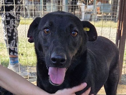 Dorina, rundliche, charmante Hündin, voller Zuneigung, Lebensfreude und Herz, 4 Jahre, 53 cm