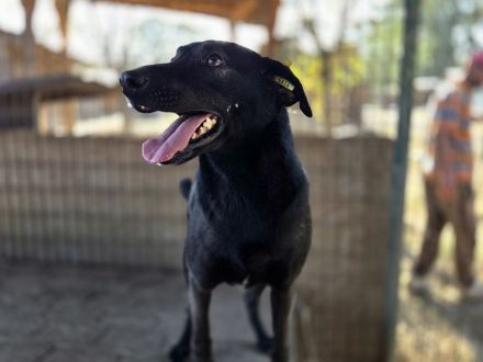 Dorina, rundliche, charmante Hündin, voller Zuneigung, Lebensfreude und Herz, 4 Jahre, 53 cm