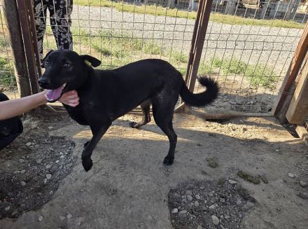 Dorina, rundliche, charmante Hündin, voller Zuneigung, Lebensfreude und Herz, 4 Jahre, 53 cm