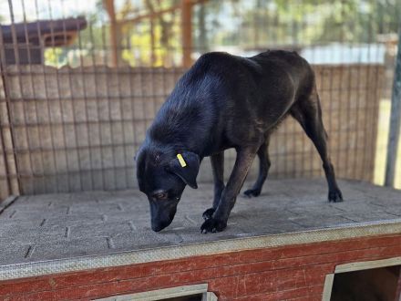Dorina, rundliche, charmante Hündin, voller Zuneigung, Lebensfreude und Herz, 4 Jahre, 53 cm