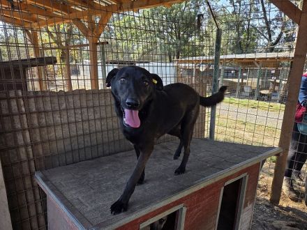 Dorina, rundliche, charmante Hündin, voller Zuneigung, Lebensfreude und Herz, 4 Jahre, 53 cm