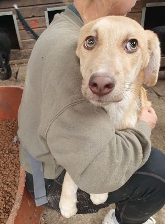 Gretchen, sensible, zutrauliche Junghündin wird im richtigen Zuhause schnell aufblühen, 1Jahr, 38 cm