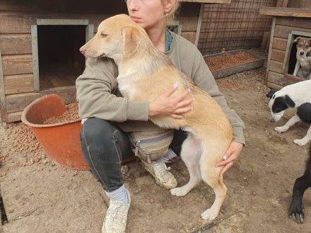 Gretchen, sensible, zutrauliche Junghündin wird im richtigen Zuhause schnell aufblühen, 1Jahr, 38 cm
