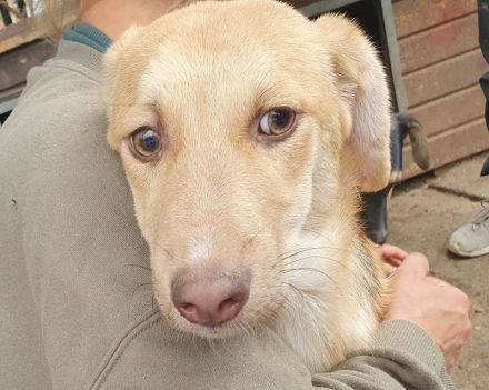 Gretchen, sensible, zutrauliche Junghündin wird im richtigen Zuhause schnell aufblühen, 1Jahr, 38 cm