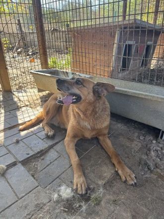 Litchie, wer hat ein Herz für eine 3,5 beinige liebe Seniorin? 8 Jahre, 56 cm