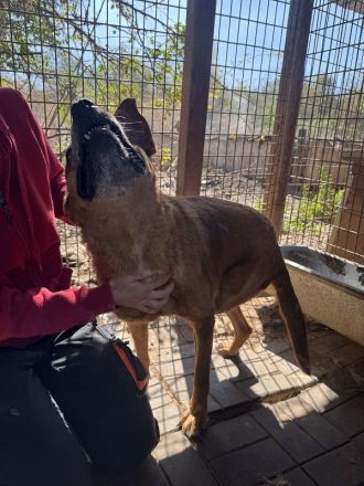 Litchie, wer hat ein Herz für eine 3,5 beinige liebe Seniorin? 8 Jahre, 56 cm