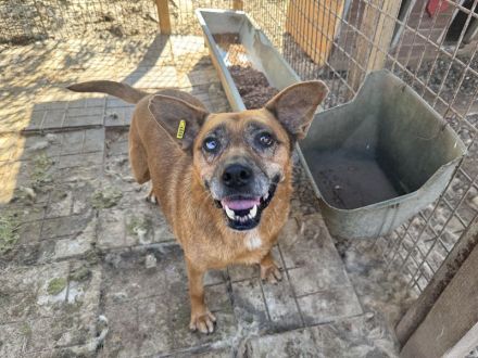 Litchie, wer hat ein Herz für eine 3,5 beinige liebe Seniorin? 8 Jahre, 56 cm