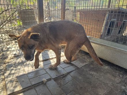 Litchie, wer hat ein Herz für eine 3,5 beinige liebe Seniorin? 8 Jahre, 56 cm