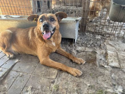 Litchie, wer hat ein Herz für eine 3,5 beinige liebe Seniorin? 8 Jahre, 56 cm