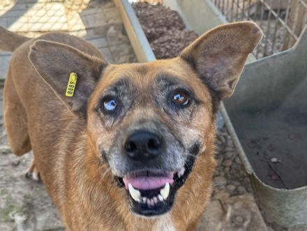 Litchie, wer hat ein Herz für eine 3,5 beinige liebe Seniorin? 8 Jahre, 56 cm