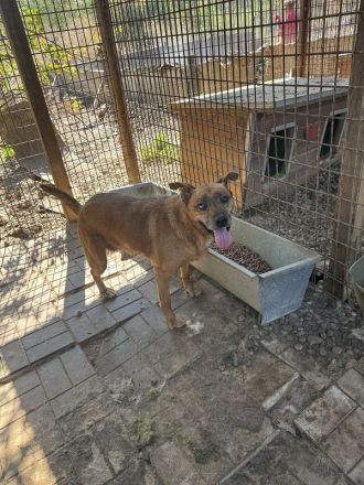 Litchie, wer hat ein Herz für eine 3,5 beinige liebe Seniorin? 8 Jahre, 56 cm