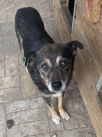 Reni, wundervolle Hundedame sucht ein ruhiges Zuhause und Streicheleinheiten, 5 J, 39 cm