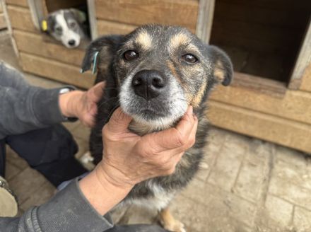 Reni, wundervolle Hundedame sucht ein ruhiges Zuhause und Streicheleinheiten, 5 J, 39 cm