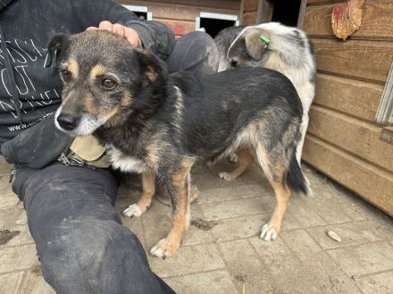 Reni, wundervolle Hundedame sucht ein ruhiges Zuhause und Streicheleinheiten, 5 J, 39 cm