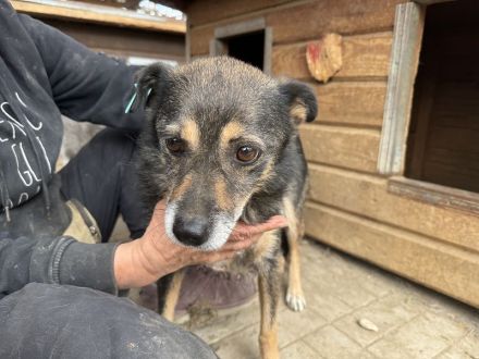 Reni, wundervolle Hundedame sucht ein ruhiges Zuhause und Streicheleinheiten, 5 J, 39 cm