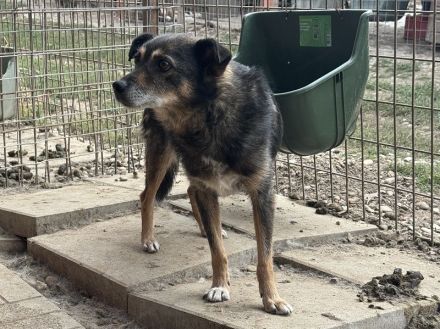 Reni, wundervolle Hundedame sucht ein ruhiges Zuhause und Streicheleinheiten, 5 J, 39 cm