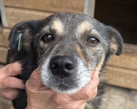 Reni, wundervolle Hundedame sucht ein ruhiges Zuhause und Streicheleinheiten, 5 J, 39 cm