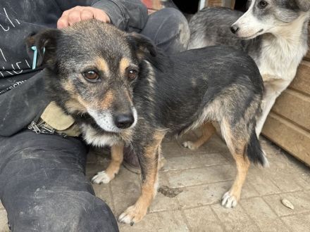 Reni, wundervolle Hundedame sucht ein ruhiges Zuhause und Streicheleinheiten, 5 J, 39 cm