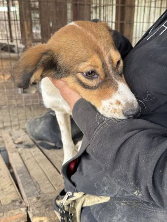 Sidney, wunderschöne, tricolore Junghündin träumt von einer eigenen Familie, 11 M, 46 cm