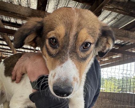 Sidney, wunderschöne, tricolore Junghündin träumt von einer eigenen Familie, 11 M, 46 cm