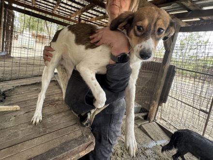 Sidney, wunderschöne, tricolore Junghündin träumt von einer eigenen Familie, 11 M, 46 cm