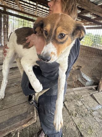 Sidney, wunderschöne, tricolore Junghündin träumt von einer eigenen Familie, 11 M, 46 cm