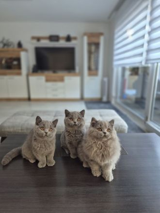 Unsere hübschen Mäuse suchen ihre Dosenöffner :)))