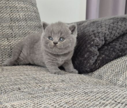 Unsere hübschen Mäuse suchen schon jetzt ihre Dosenöffner :)))