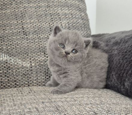 Unsere hübschen Mäuse suchen schon jetzt ihre Dosenöffner :)))