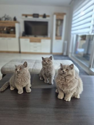 Unsere hübschen Mäuse suchen ihre Dosenöffner :)))