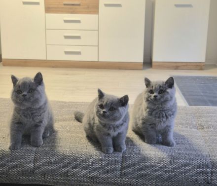 Unsere Wunderschönen BKH Mädchen suchen ihr Traum Zuhause :)