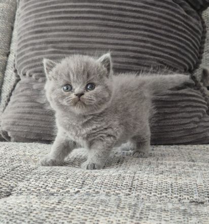 Unsere hübschen Mäuse suchen schon jetzt ihre Dosenöffner :)))