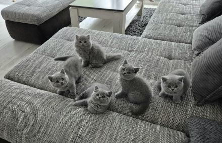 Unsere hübschen Mäuse suchen schon jetzt ihre Dosenöffner :)))