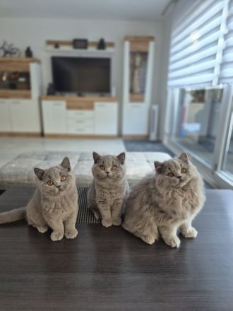 Unsere hübschen Mäuse suchen ihre Dosenöffner :)))